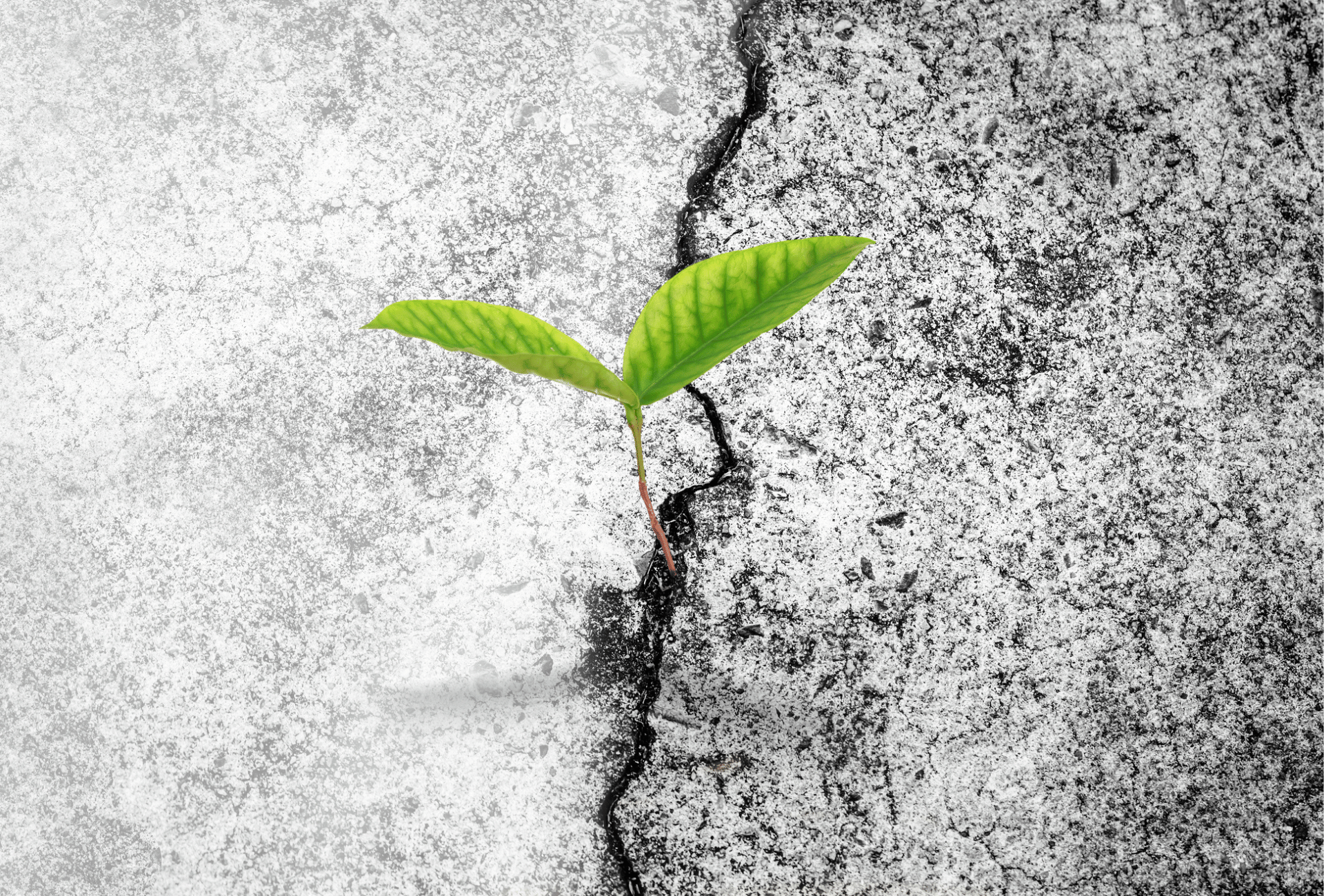 concreate plant