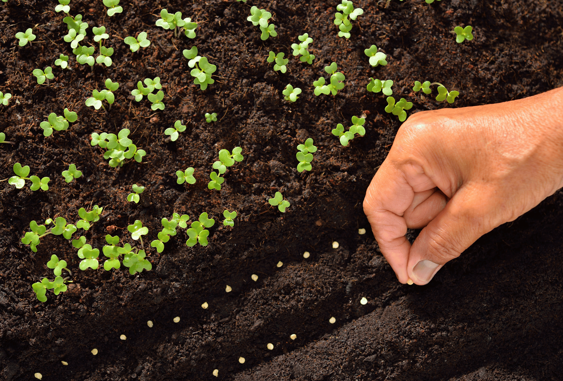 soil with hand